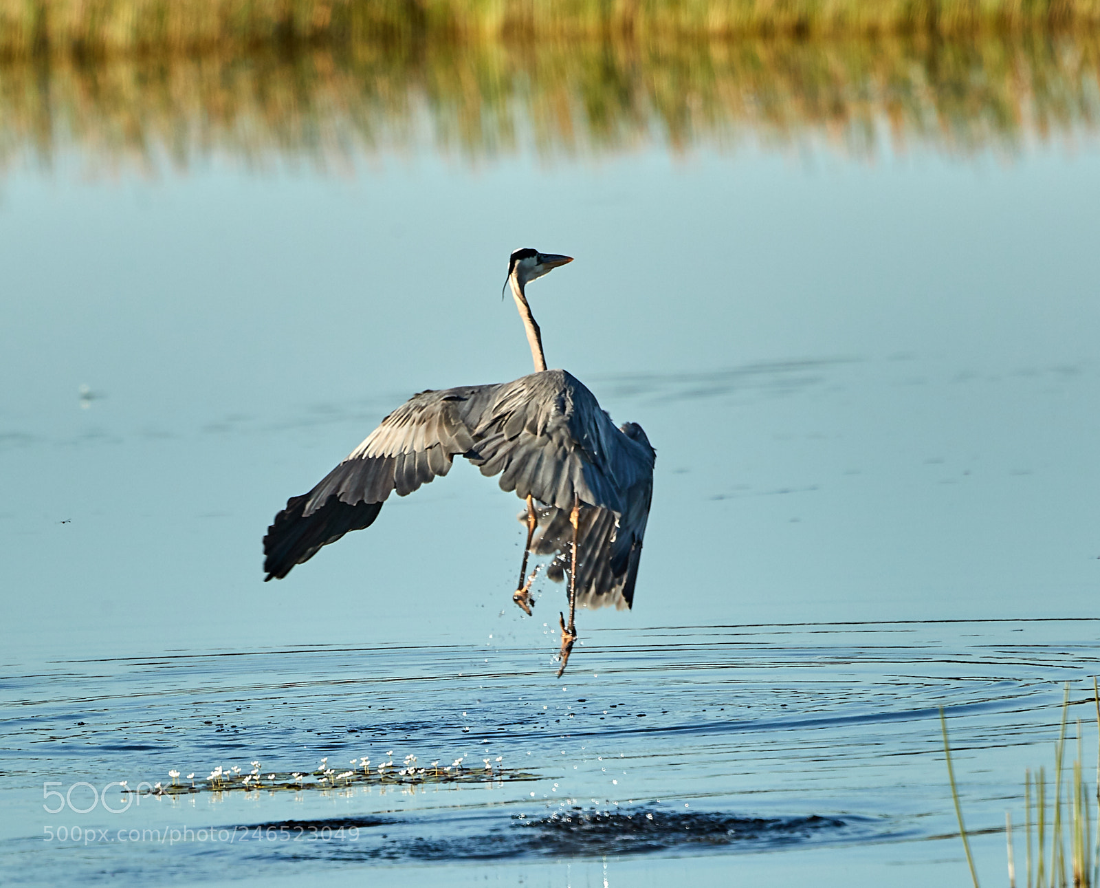 Canon EOS-1D X Mark II sample photo. 02-18-18-0004084 1.jpg photography