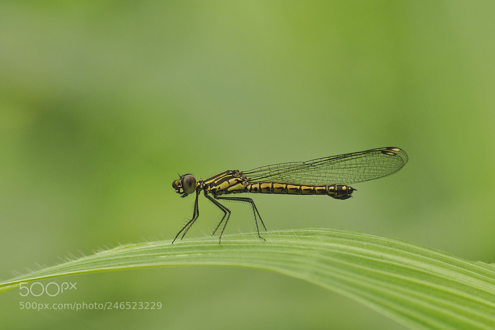 Olympus OM-D E-M1 sample photo. Dragonfly at leaf photography