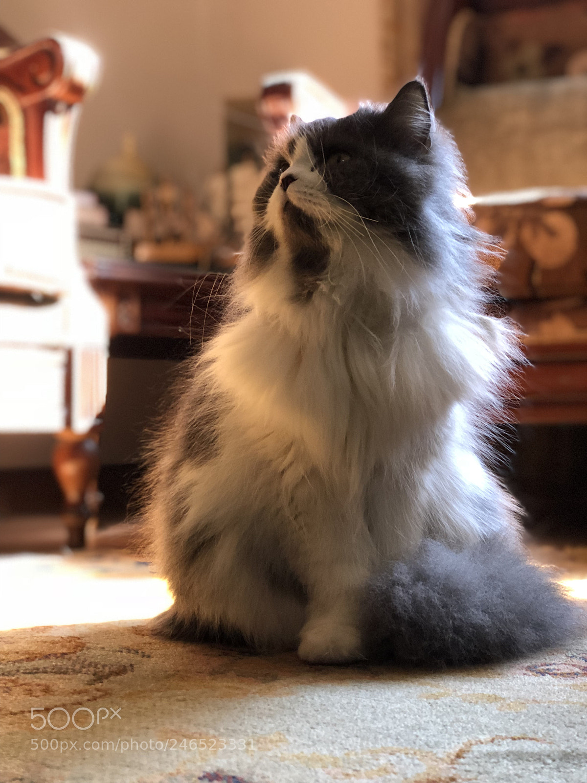 Apple iPhone 8 Plus sample photo. 12:00 pm portrait photography