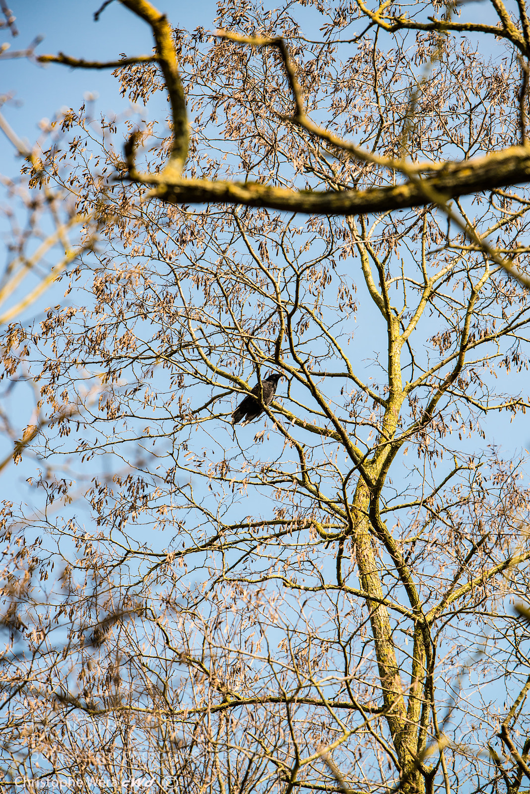 Nikon D800 sample photo. "raven" photography