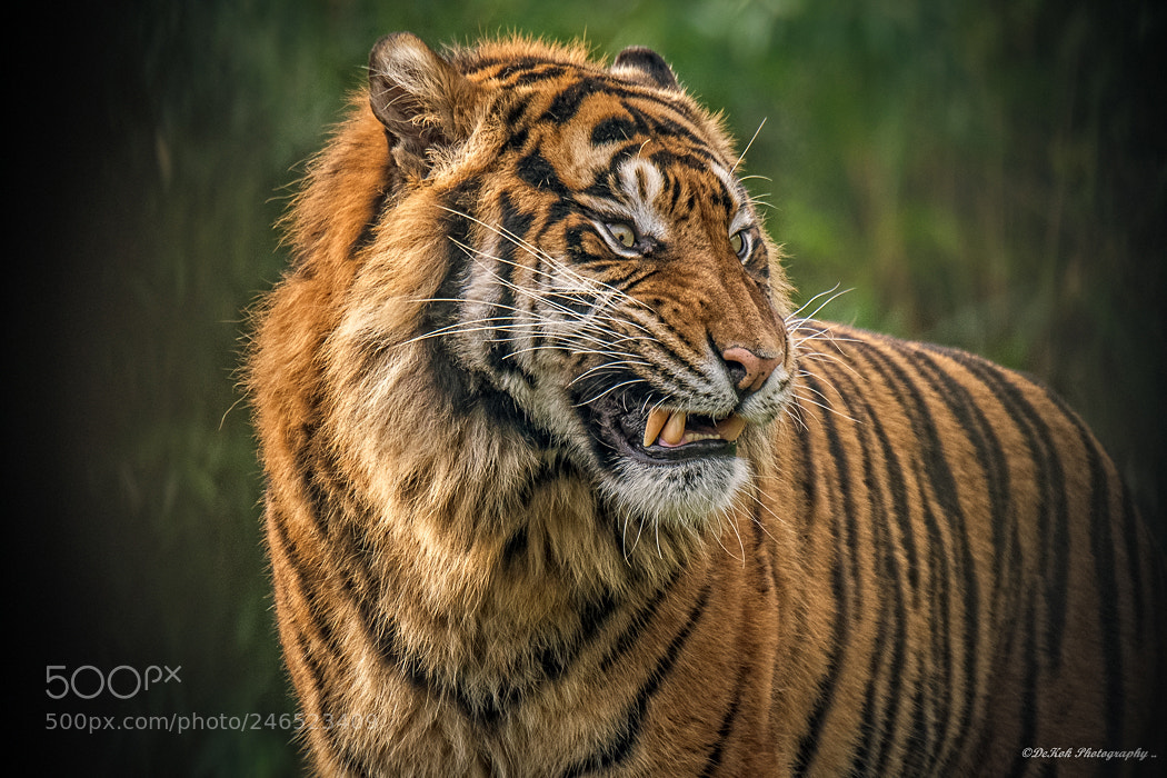 Nikon D500 sample photo. Sumatran tiger ..... photography