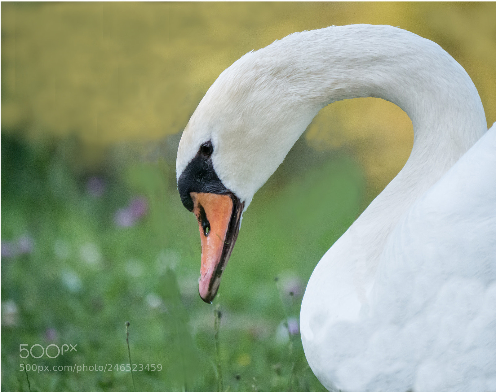 Panasonic DMC-G70 sample photo. Swan photography