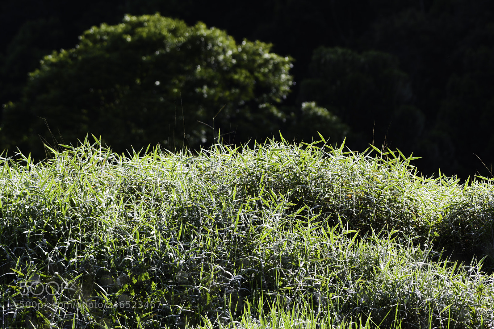 Nikon D7100 sample photo. Greeny contrast with flares photography