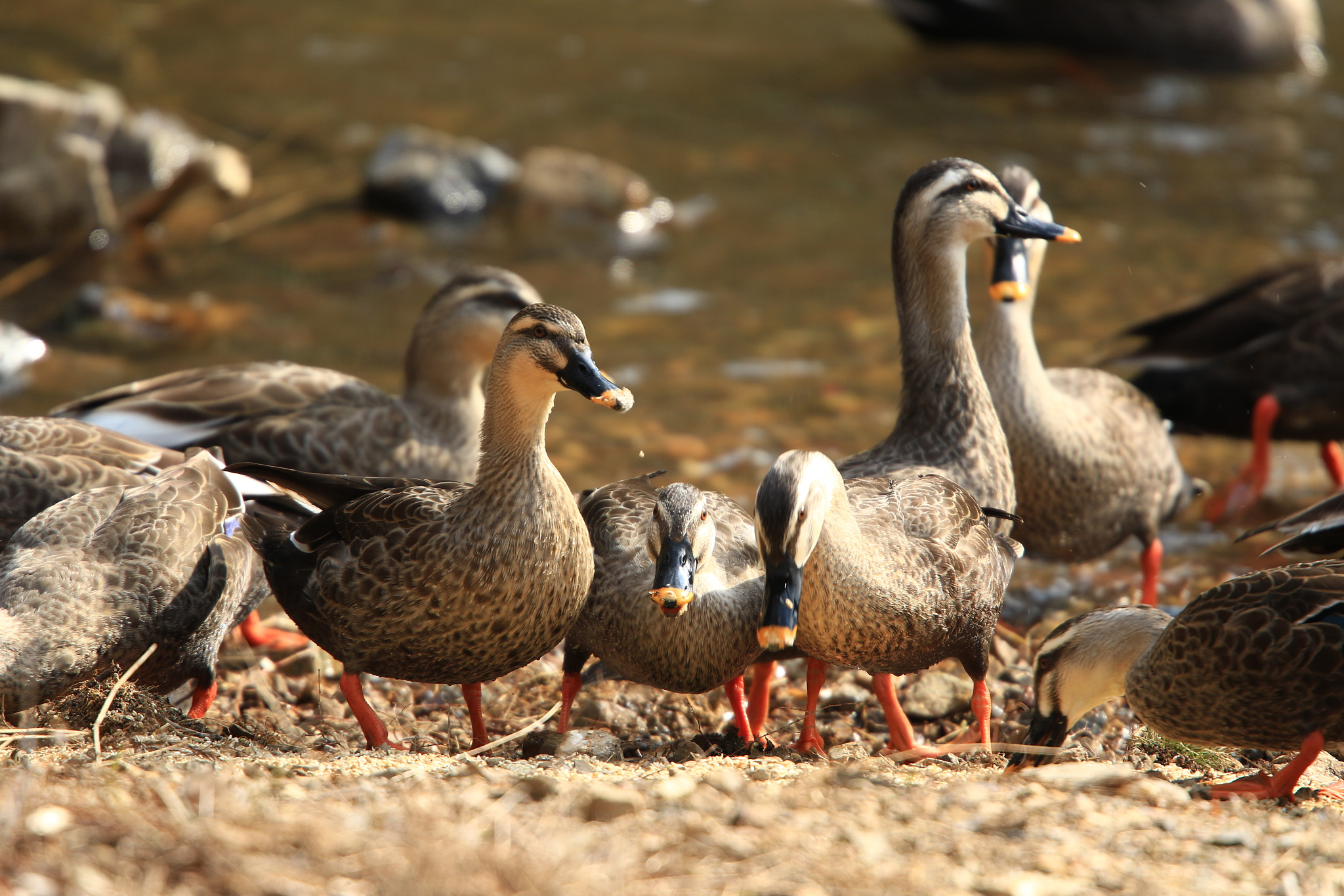 Canon EOS 7D Mark II + Canon EF 400mm F2.8L IS USM sample photo. Are you hungry ？  カルガモ photography