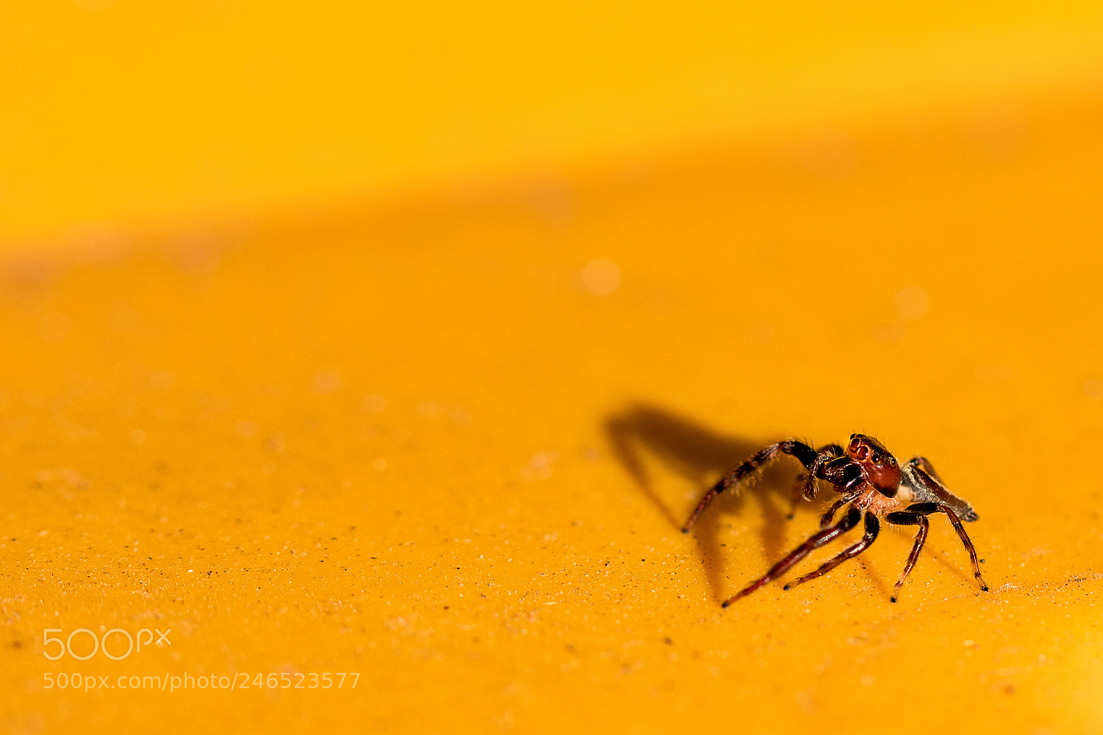 Canon EOS 7D Mark II sample photo. Spurgeon our house spider photography