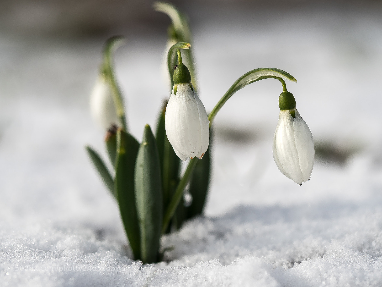 Olympus OM-D E-M5 II sample photo. Snowdrops photography