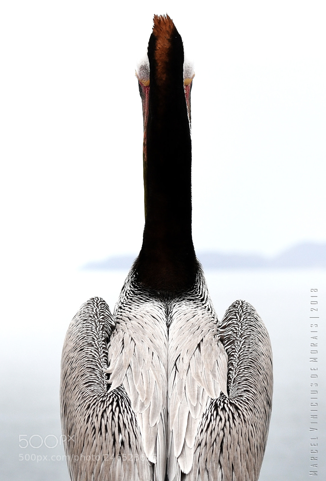 Nikon D500 sample photo. Sea of cortez photography