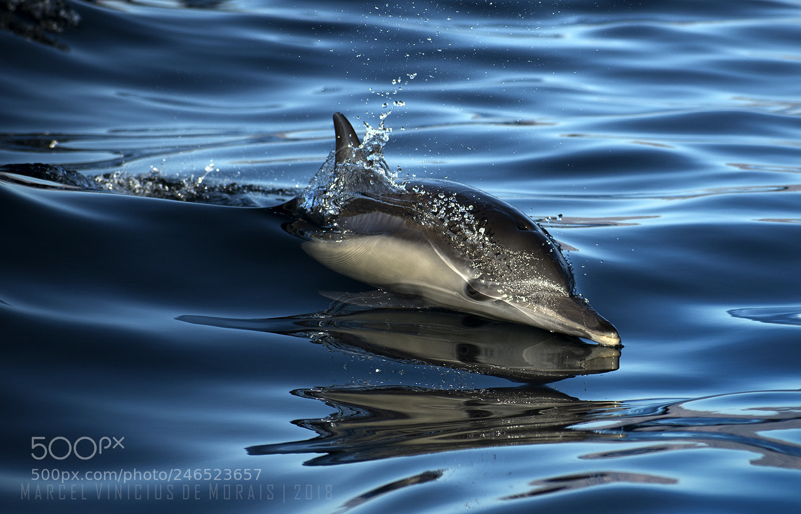 Nikon D500 sample photo. Sea of cortez photography