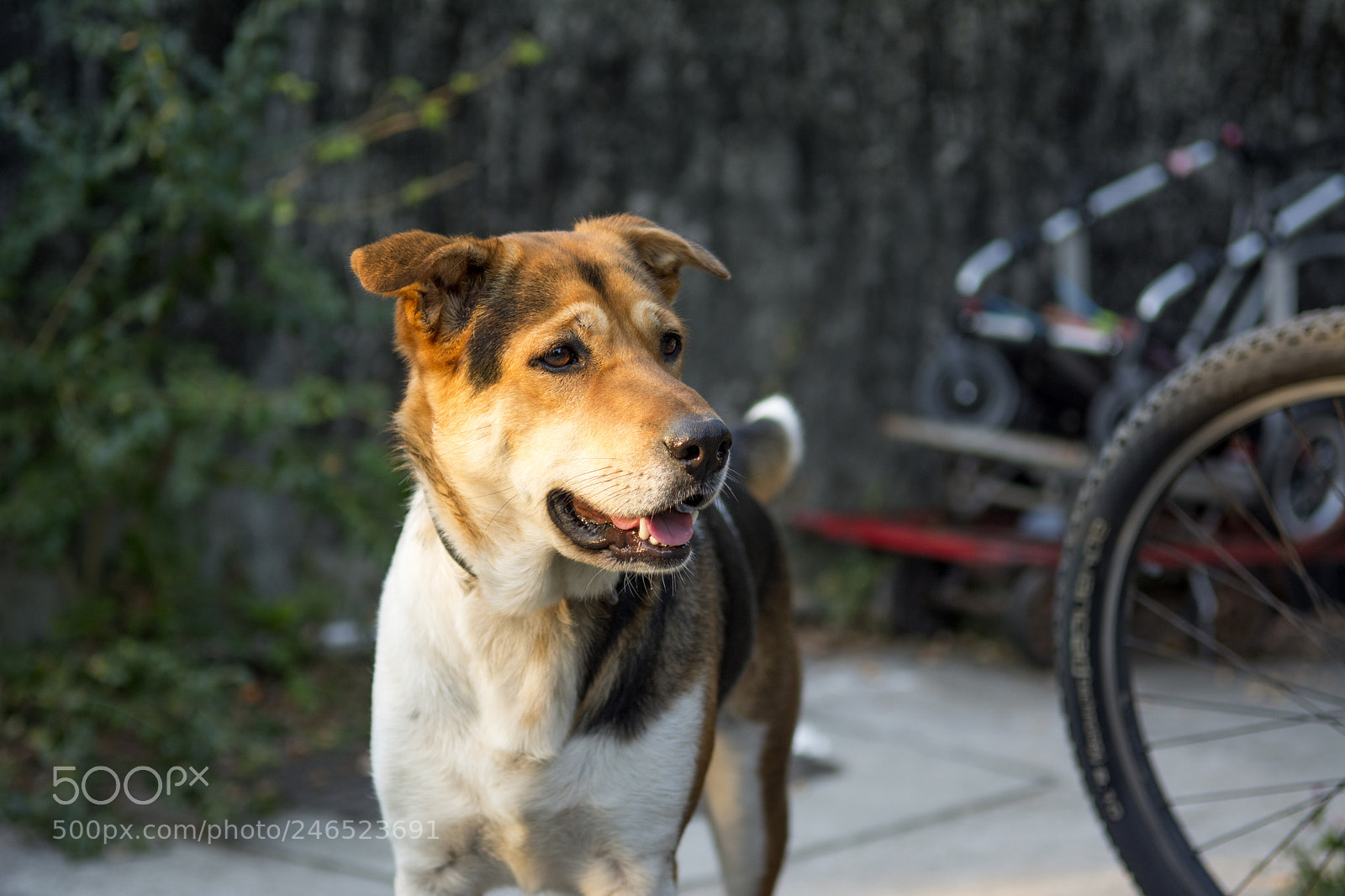 Nikon D7100 sample photo. Waiting photography