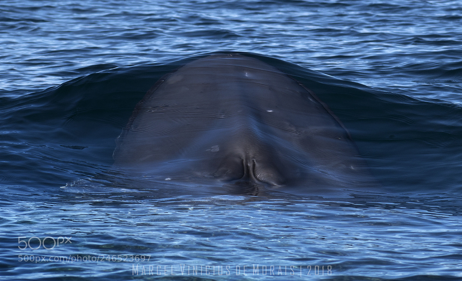 Nikon D500 sample photo. Sea of cortez photography