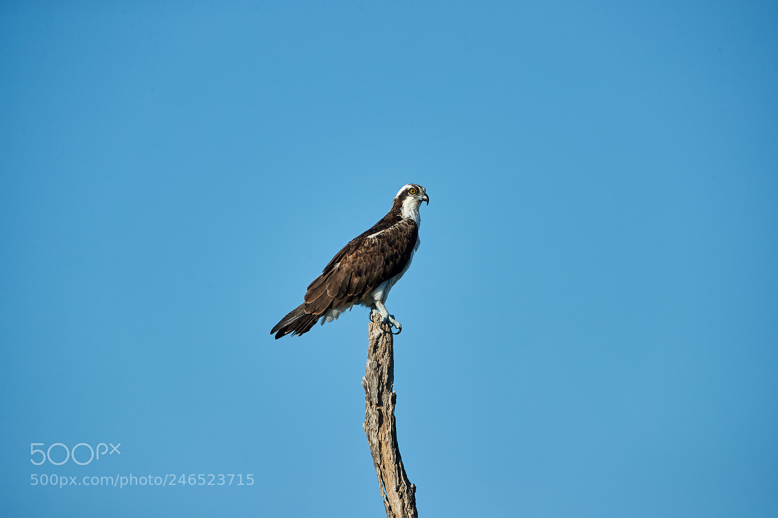 Canon EOS-1D X Mark II sample photo. 02-18-18-0004046.jpg photography