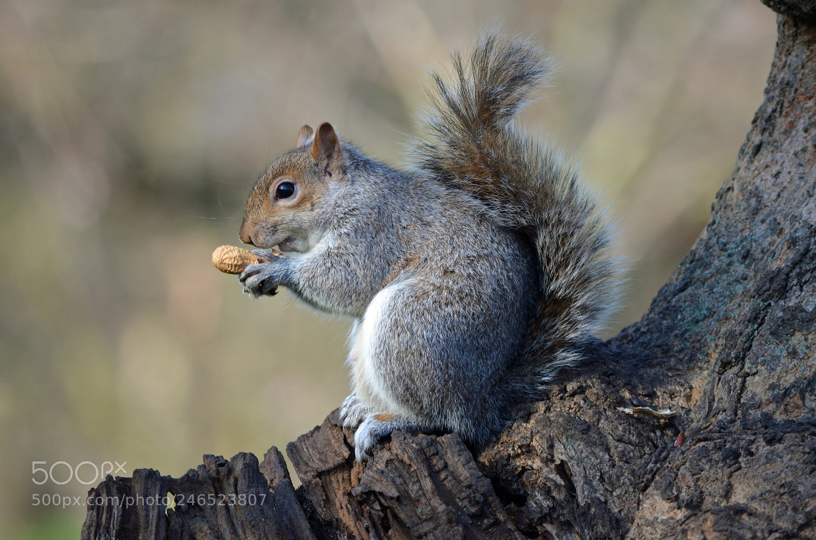 Nikon D5100 sample photo. Squirrel photography