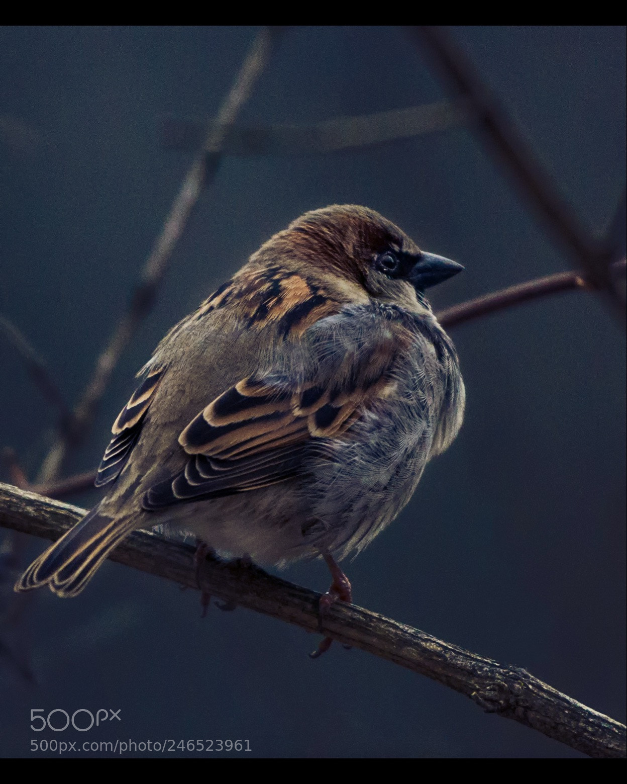 Nikon D800E sample photo. Little house sparrow photography