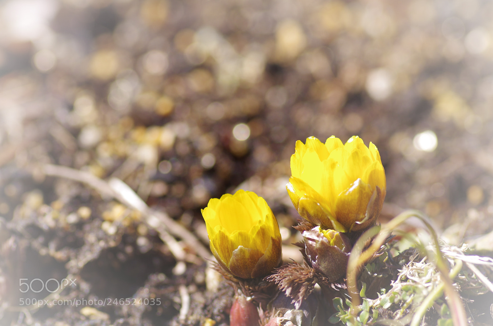 Pentax K-50 sample photo. 春さがし。  photography