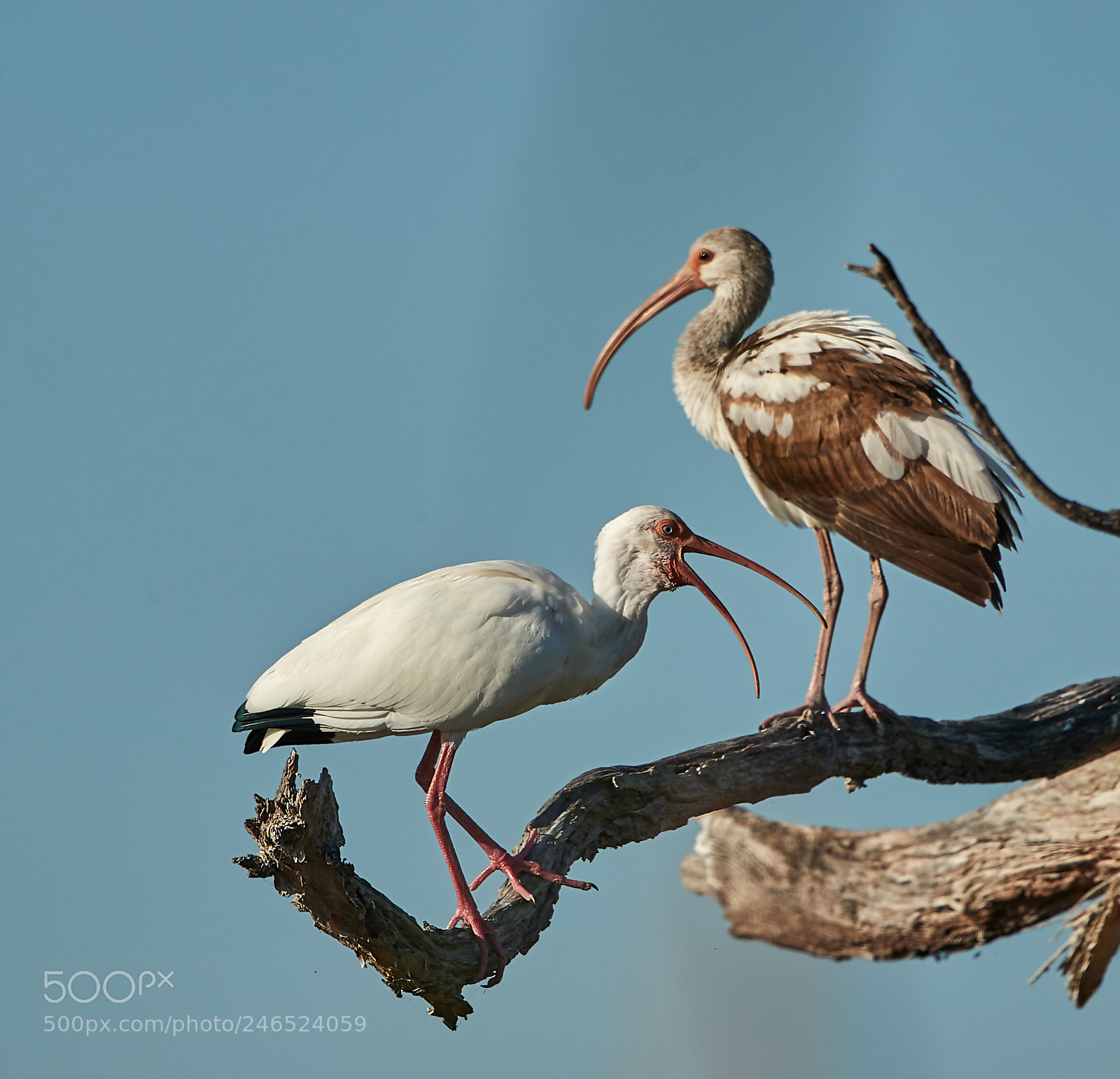 Canon EOS-1D X Mark II sample photo. 02-18-18-0004026.jpg photography