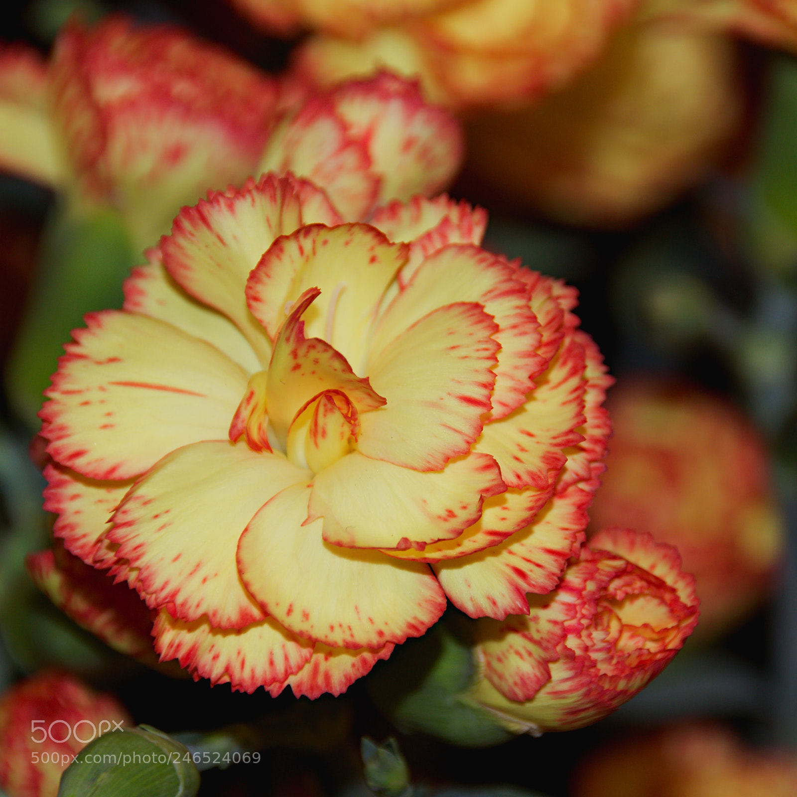 Canon EOS 700D (EOS Rebel T5i / EOS Kiss X7i) sample photo. Florist 4 photography