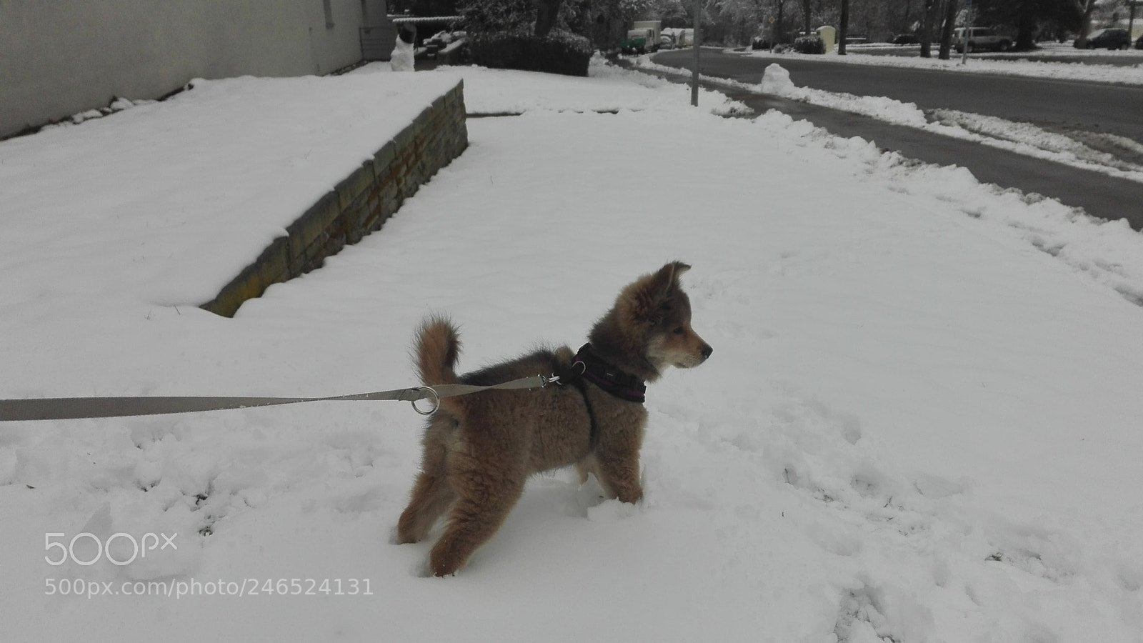 HUAWEI P8 Lite sample photo. Dog play in snow photography