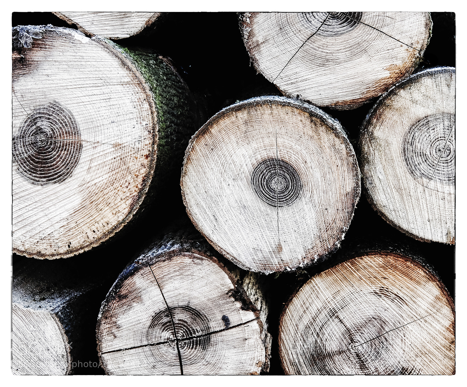 Fujifilm X-T1 sample photo. Tree stumps photography