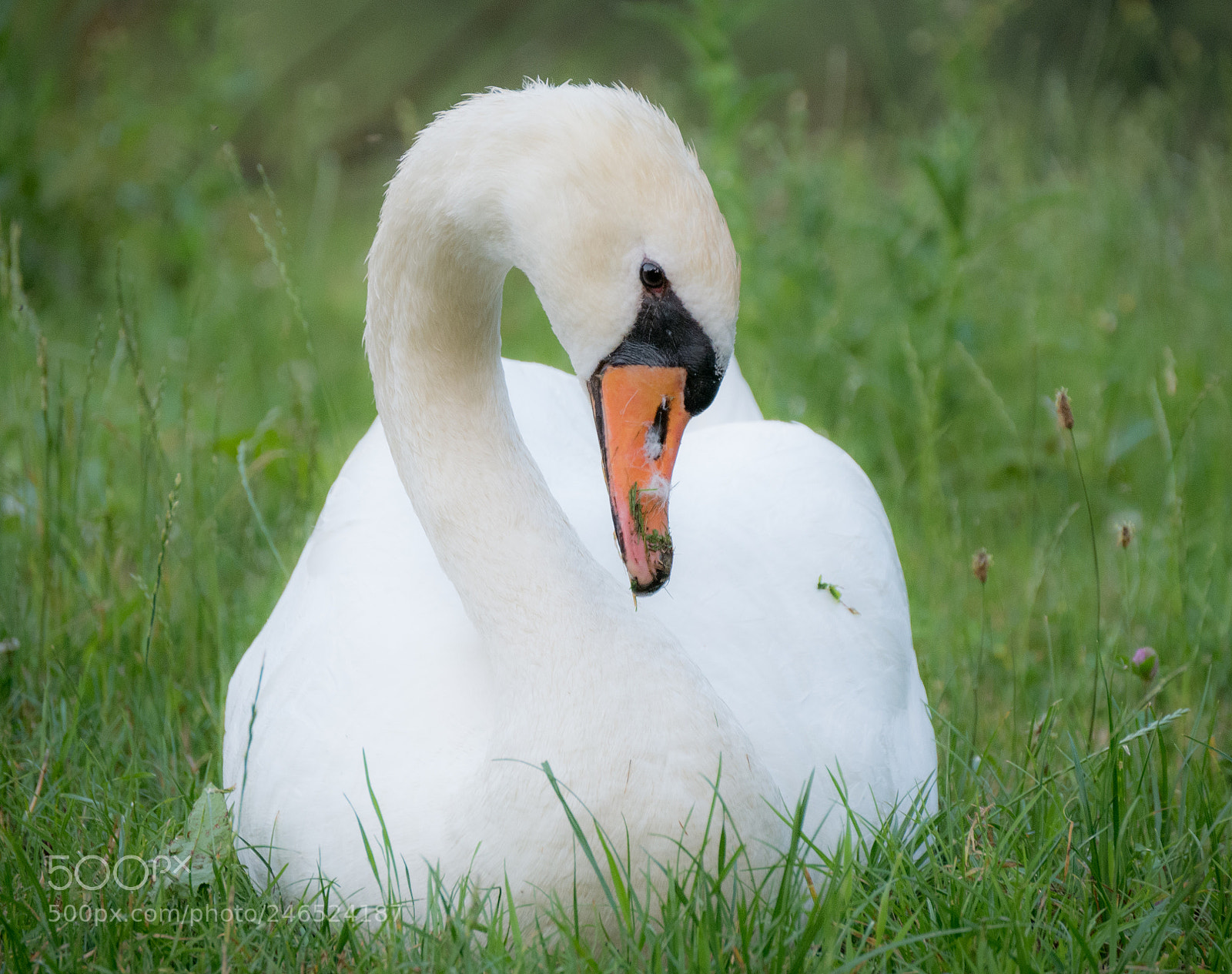 Panasonic DMC-G70 sample photo. Swan photography