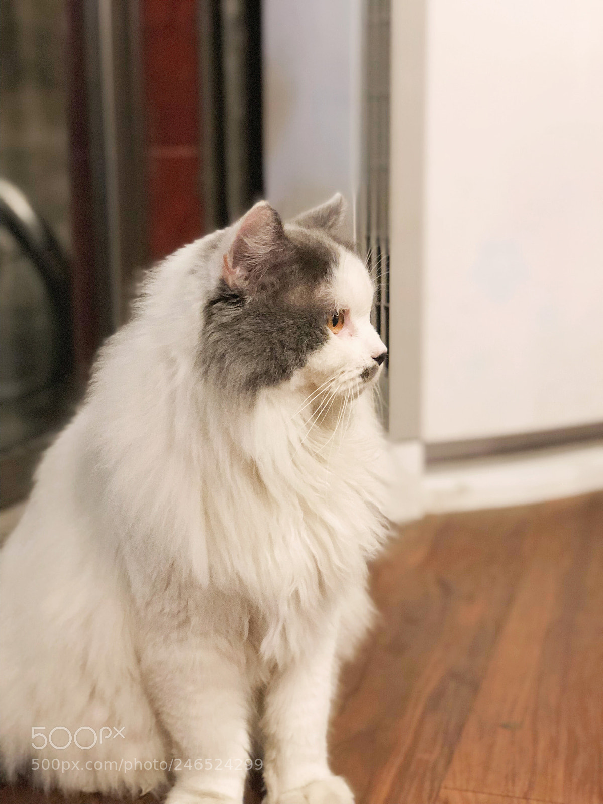 Apple iPhone X sample photo. Untitled photography
