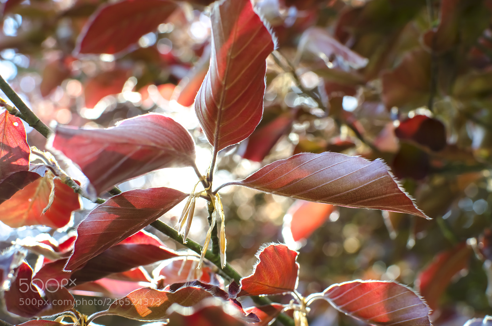 Nikon D5100 sample photo. Red cherry leaves photography