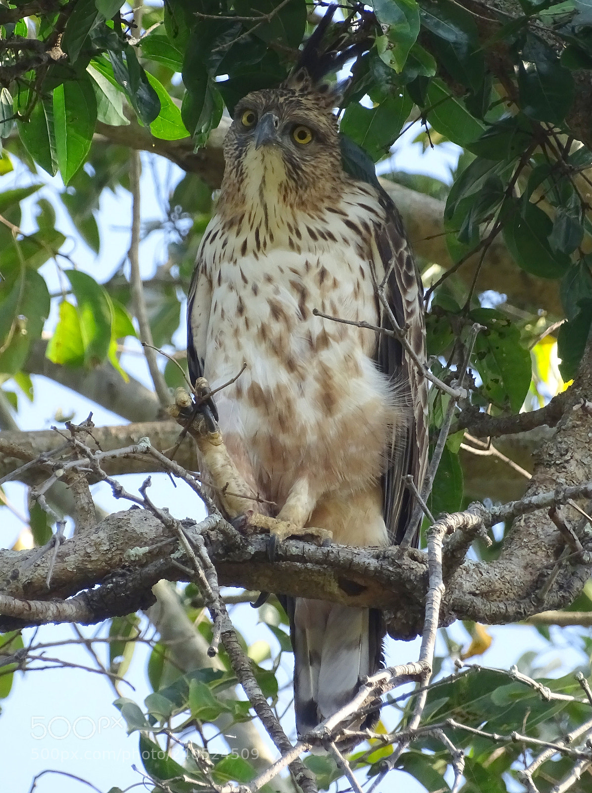 Sony Cyber-shot DSC-HX400V sample photo. Indian eagle photography