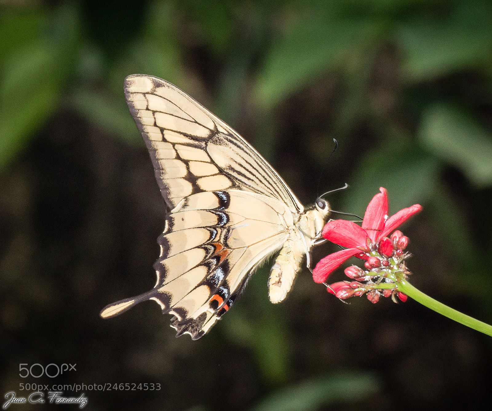 Nikon D7200 sample photo. Yellow butterfly photography