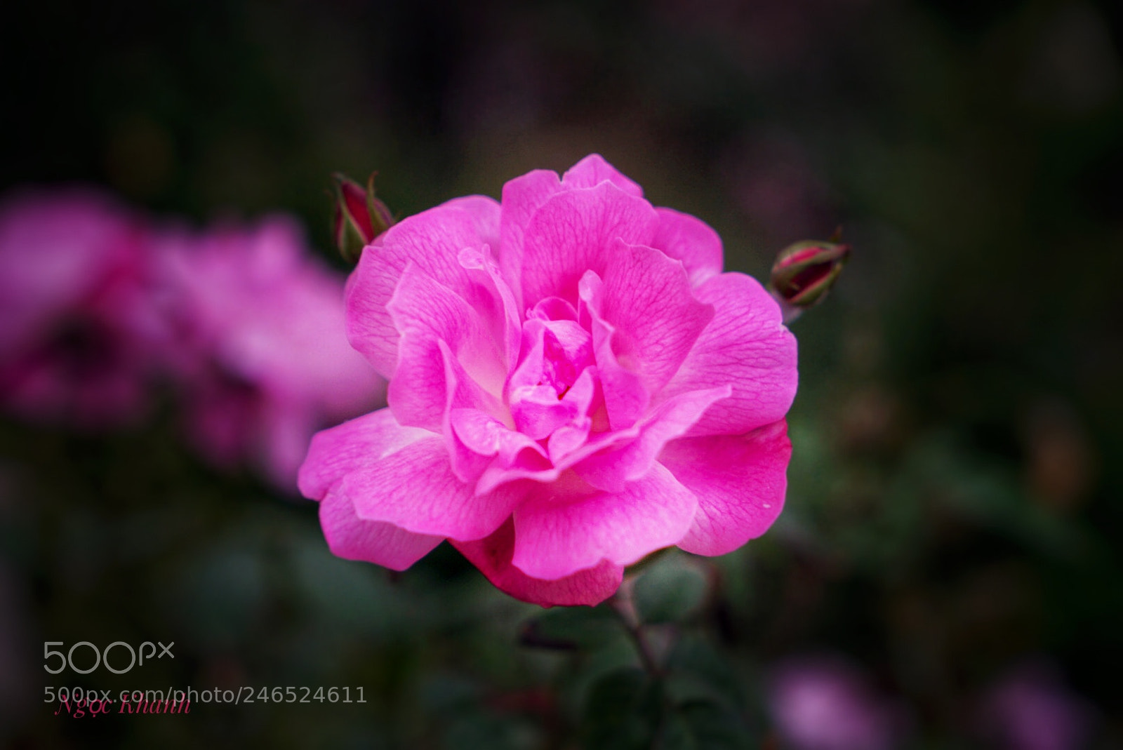 Sony a7 II sample photo. Untitled photography
