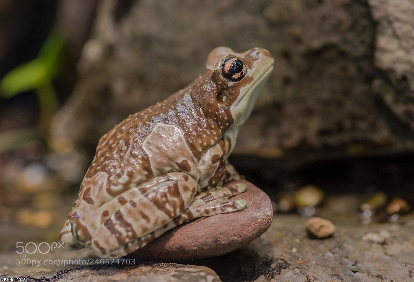 Nikon D810 sample photo. Frogs and snake from photography