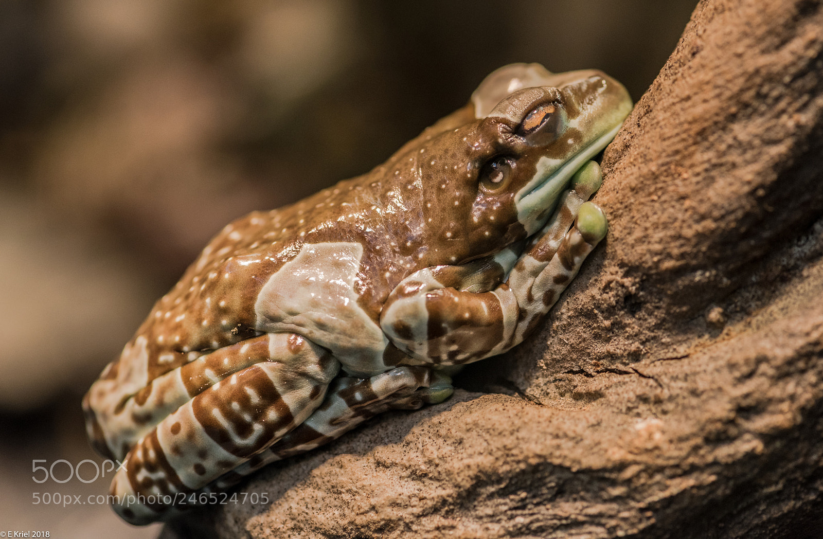 Nikon D810 sample photo. Frogs and snake from photography