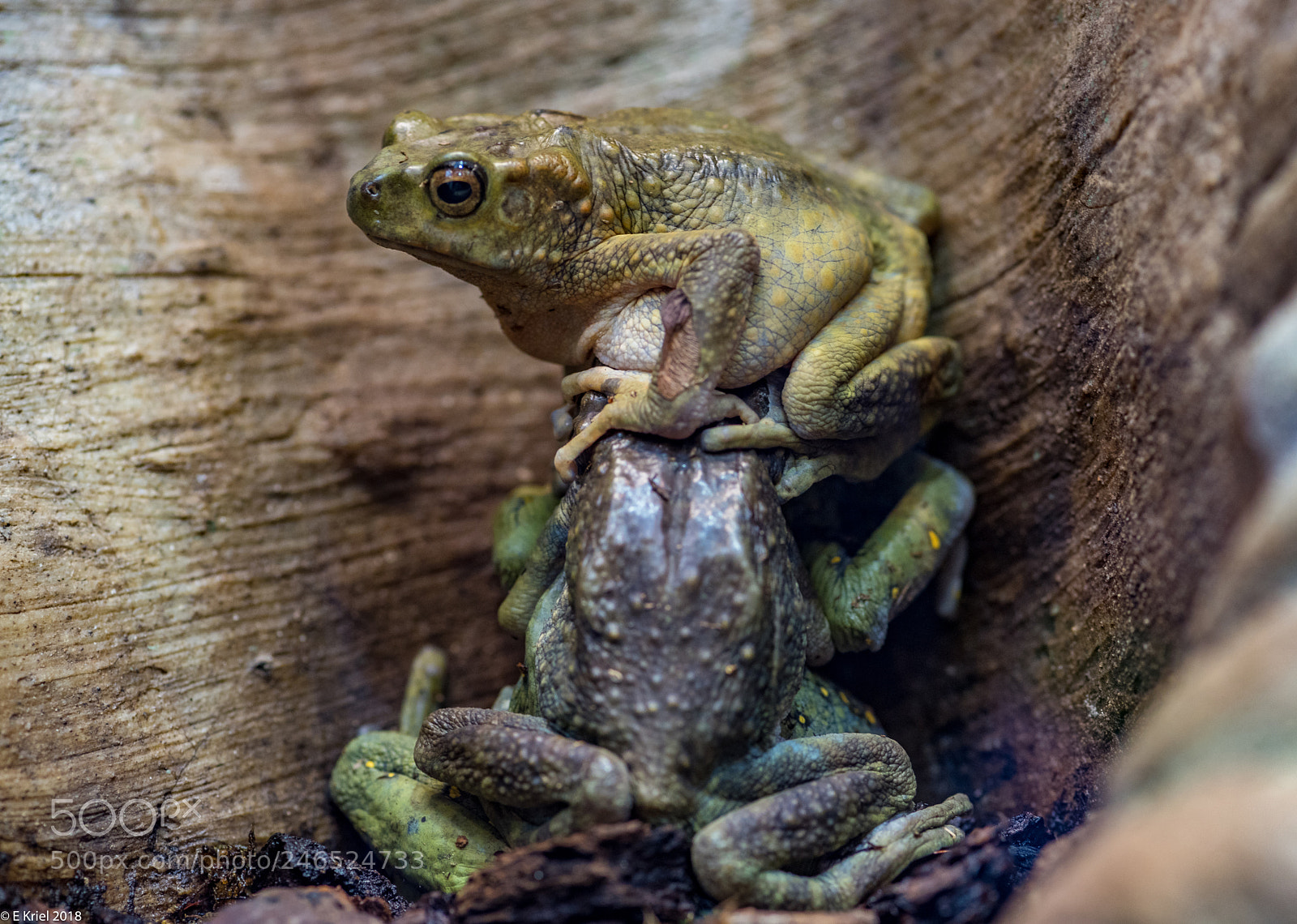Nikon D810 sample photo. Frogs and snake from photography