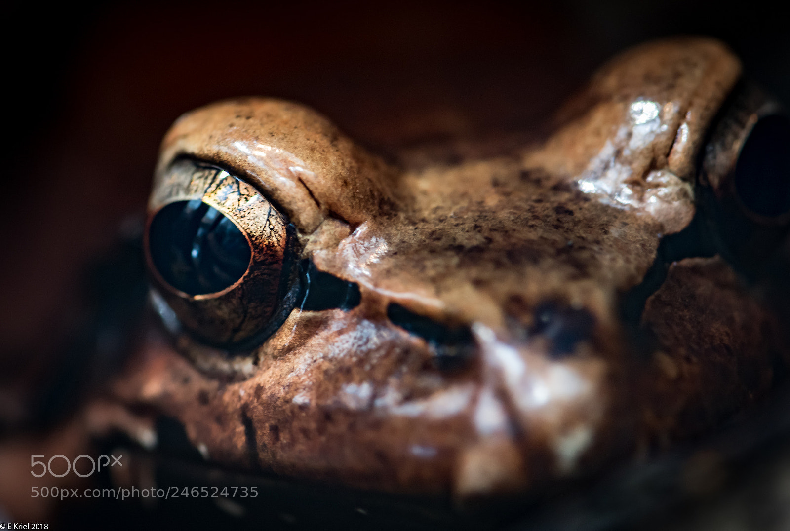 Nikon D810 sample photo. Frogs and snake from photography