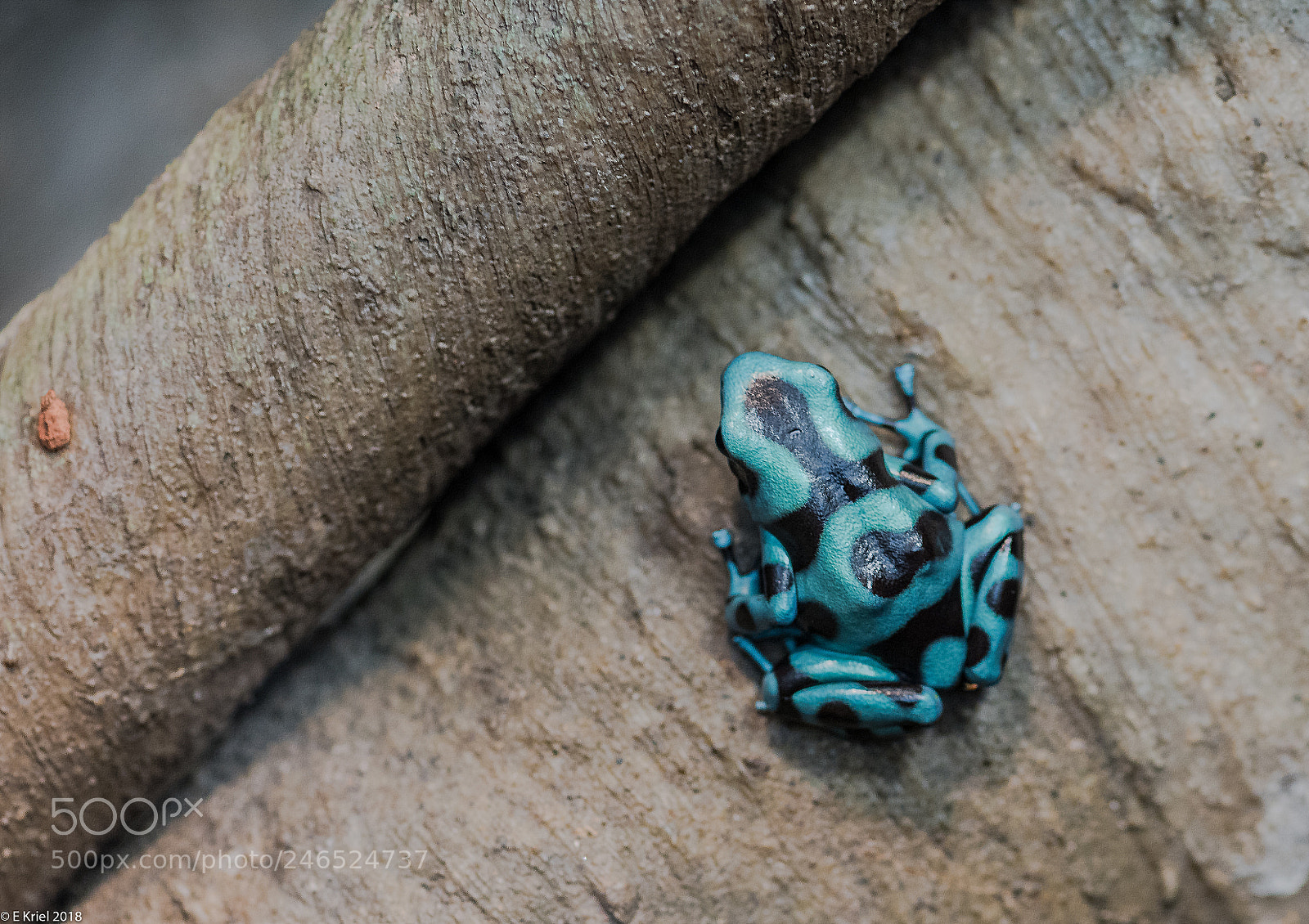 Nikon D810 sample photo. Frogs and snake from photography