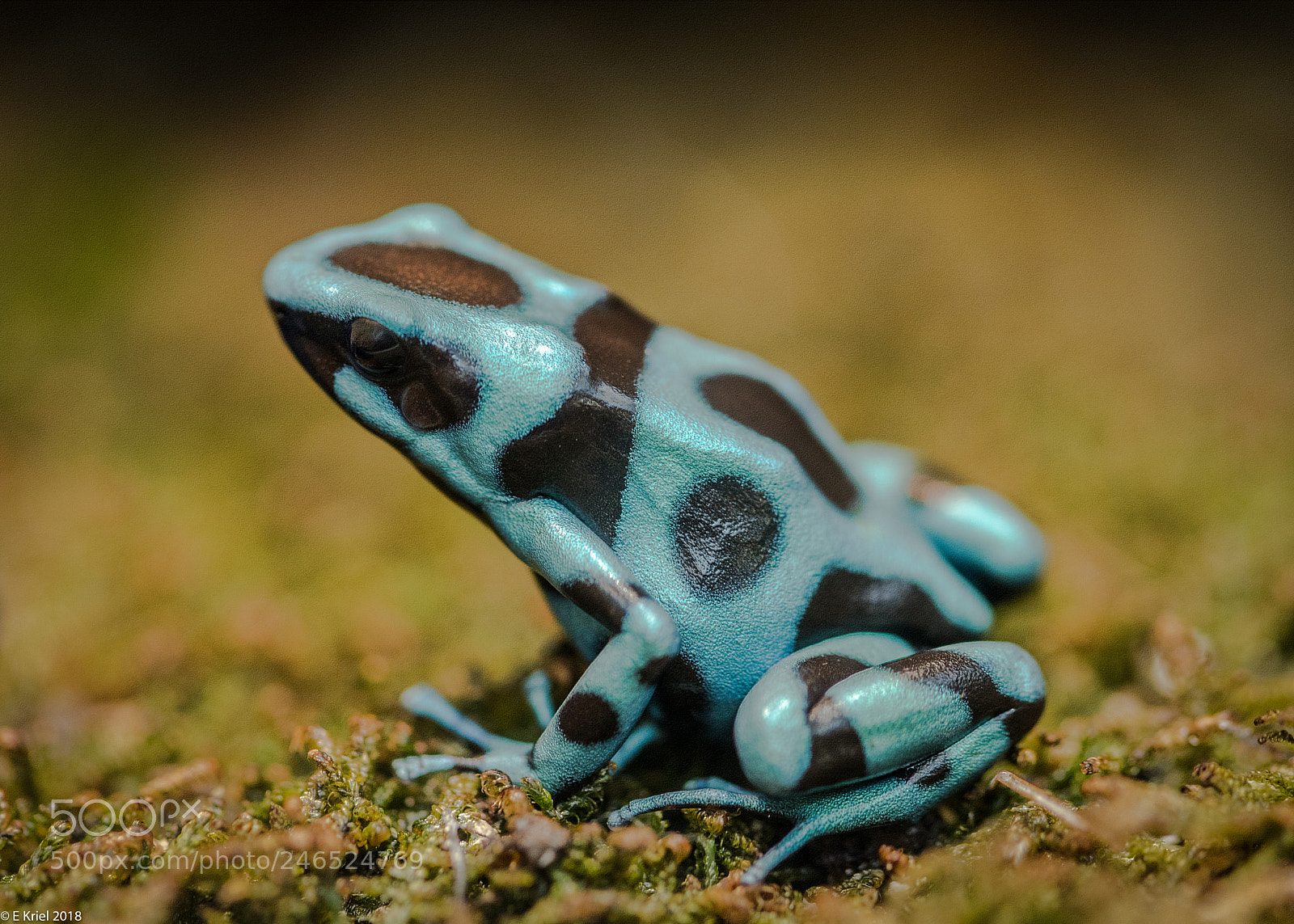 Nikon D810 sample photo. Frogs and snake from photography