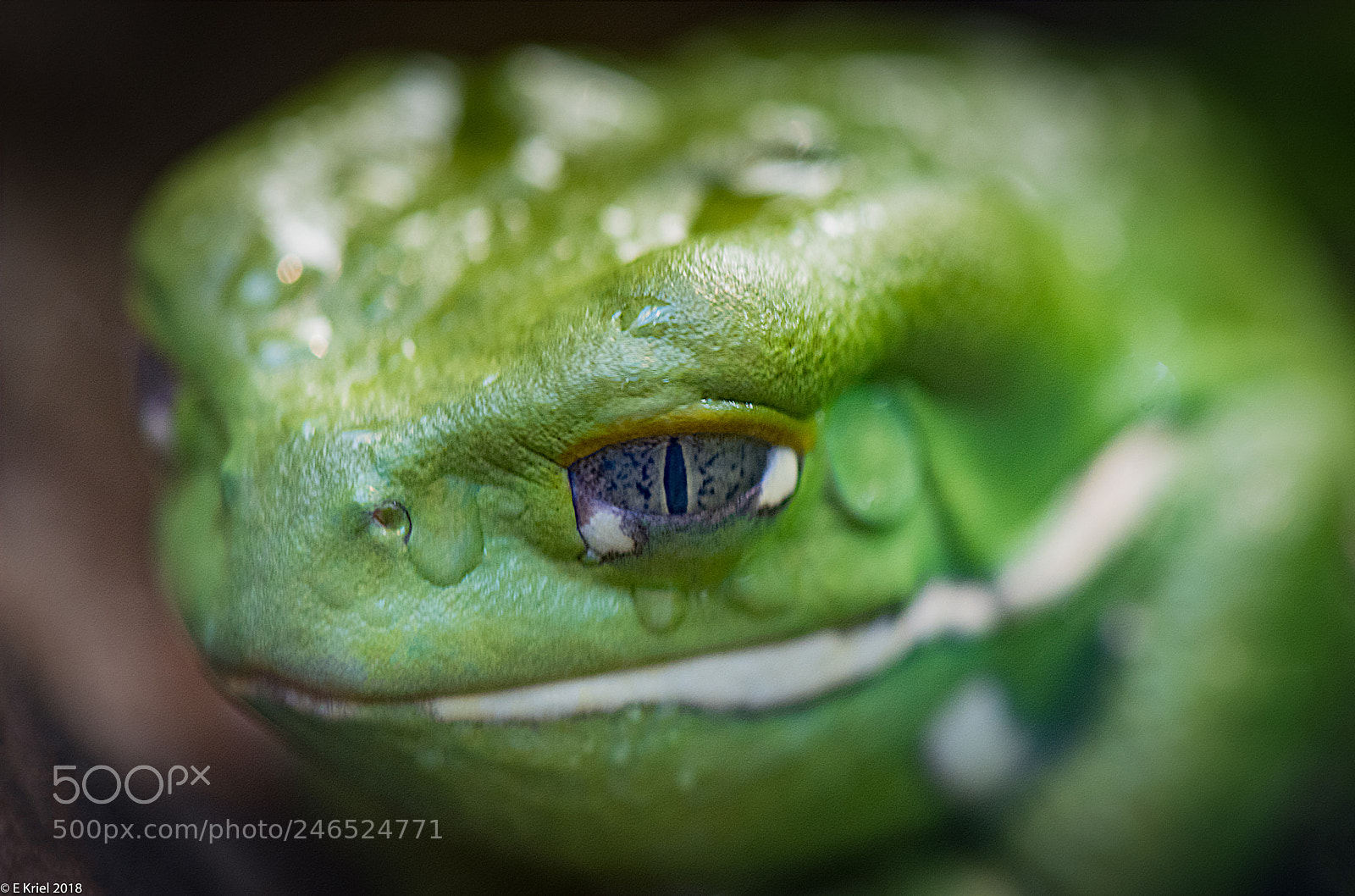 Nikon D810 sample photo. Frogs and snake from photography