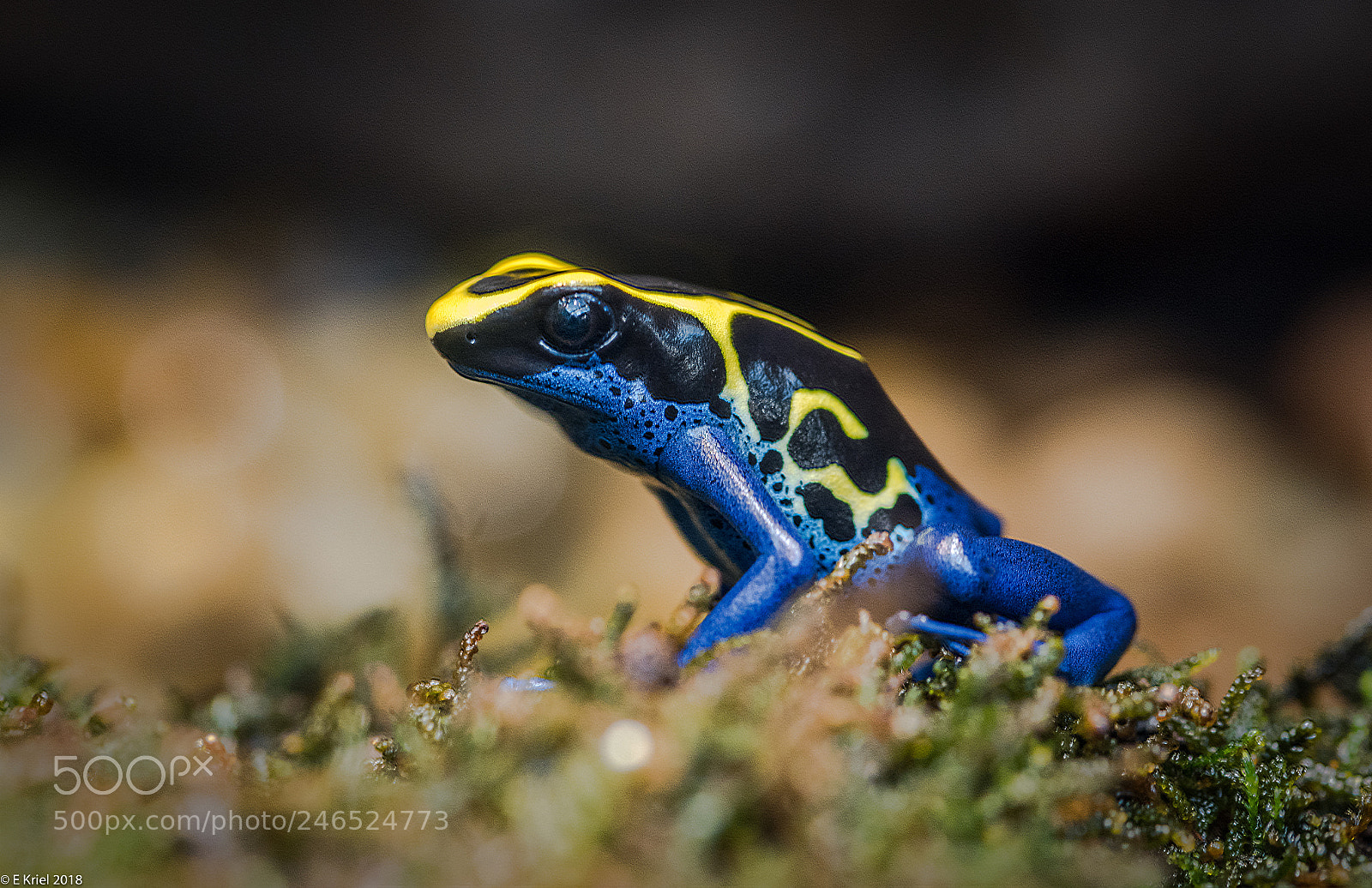 Nikon D810 sample photo. Frogs and snake from photography