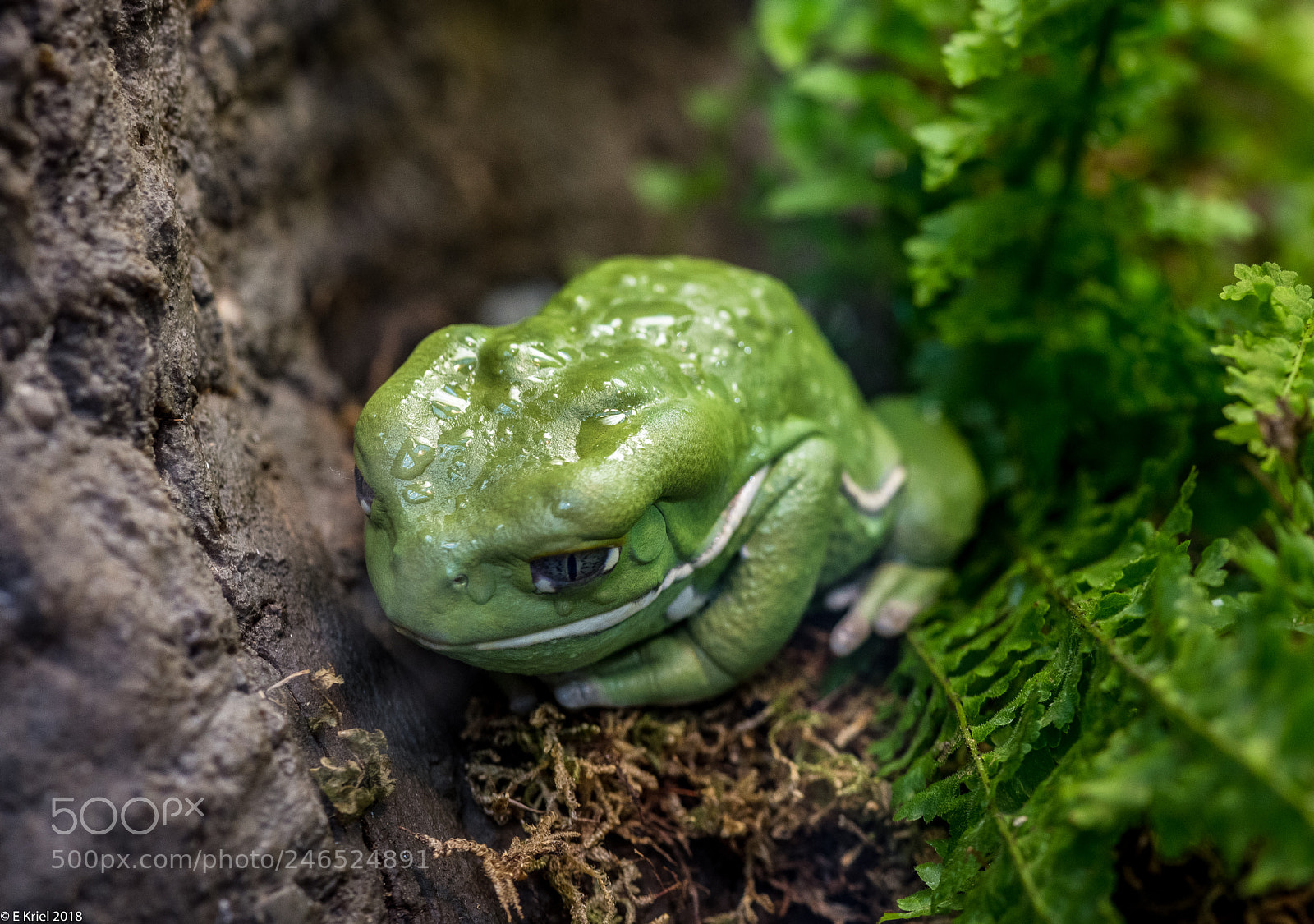 Nikon D810 sample photo. Frogs and snake from photography
