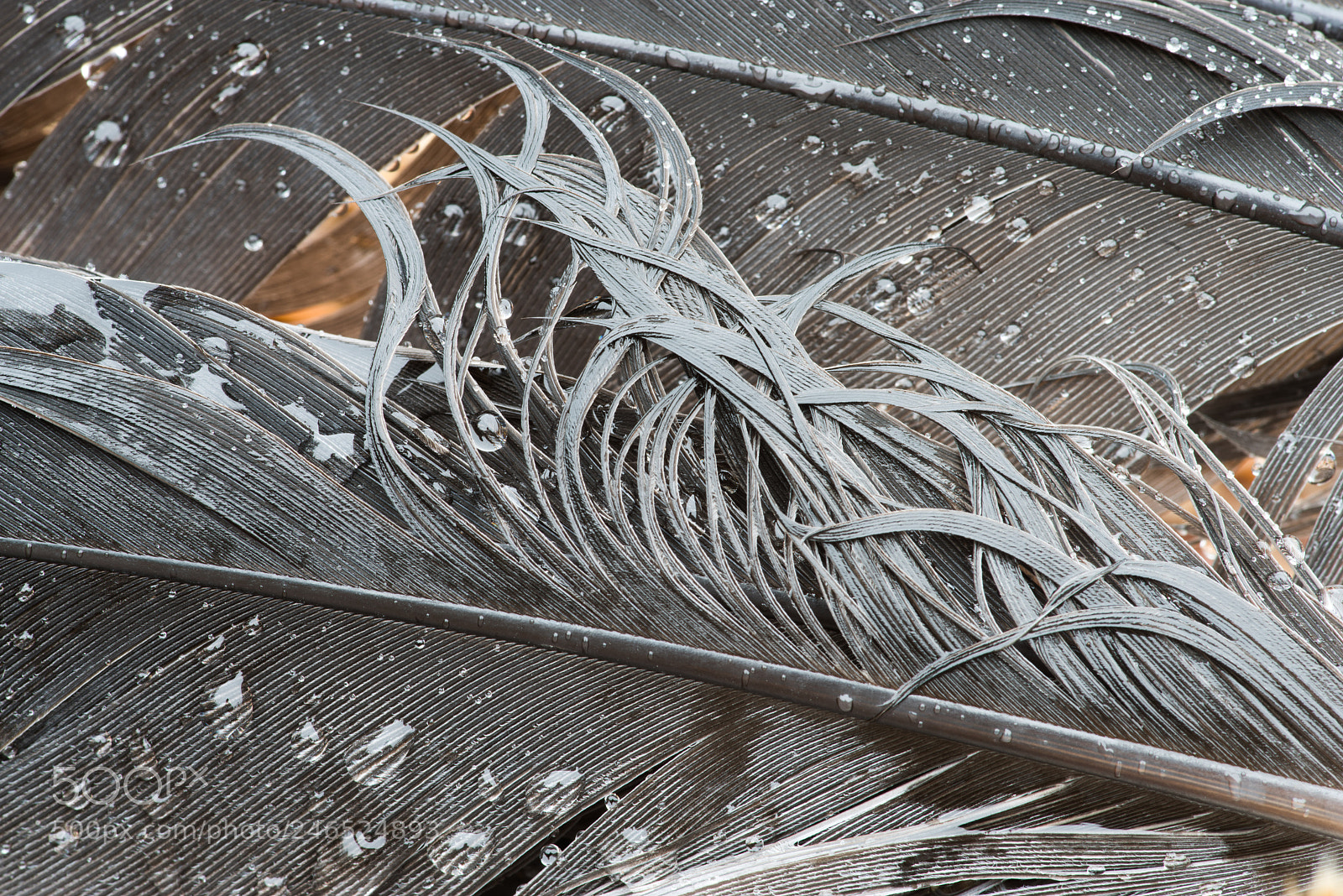 Pentax K-1 sample photo. Wet feathers, february 15th 2018 (2) photography