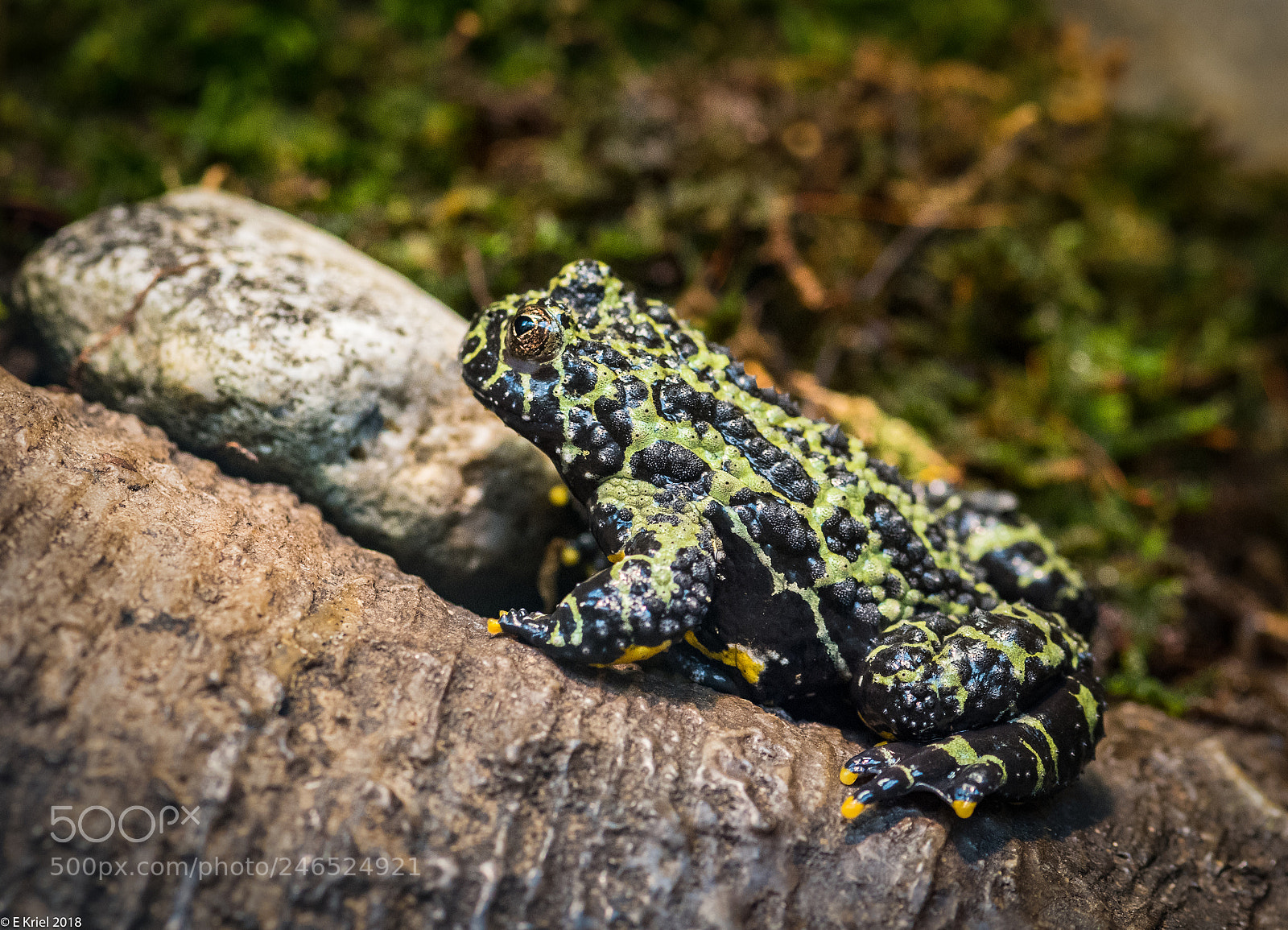 Nikon D810 sample photo. Frogs and snake from photography