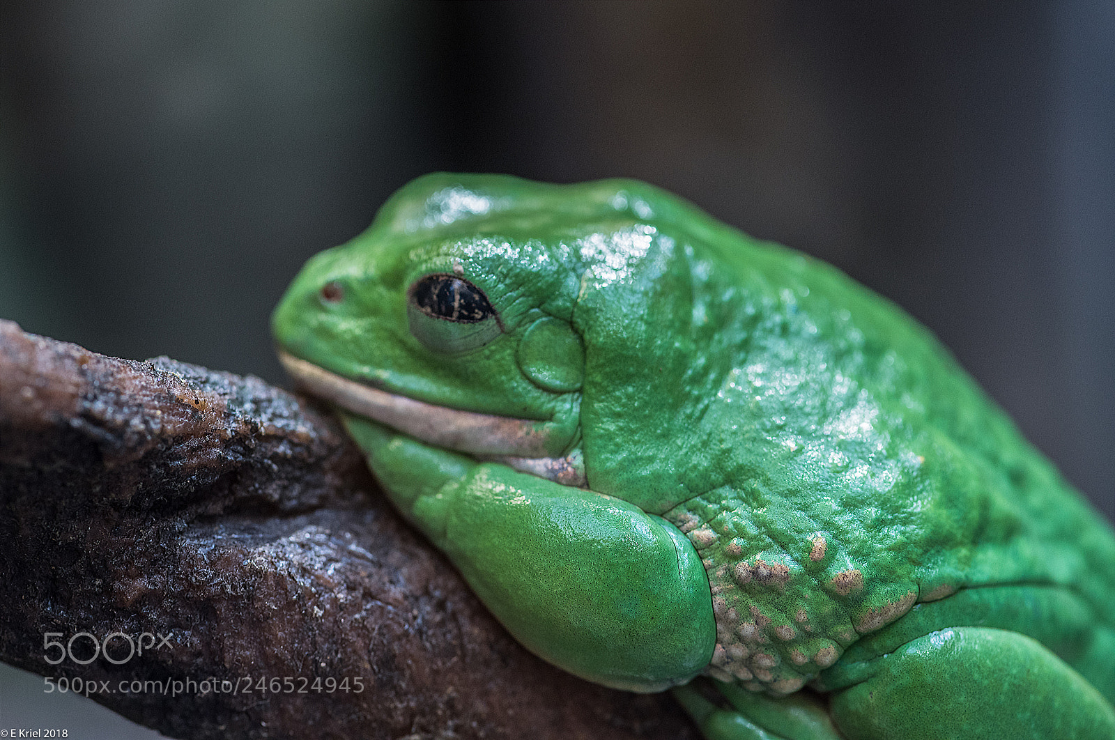 Nikon D810 sample photo. Frogs and snake from photography