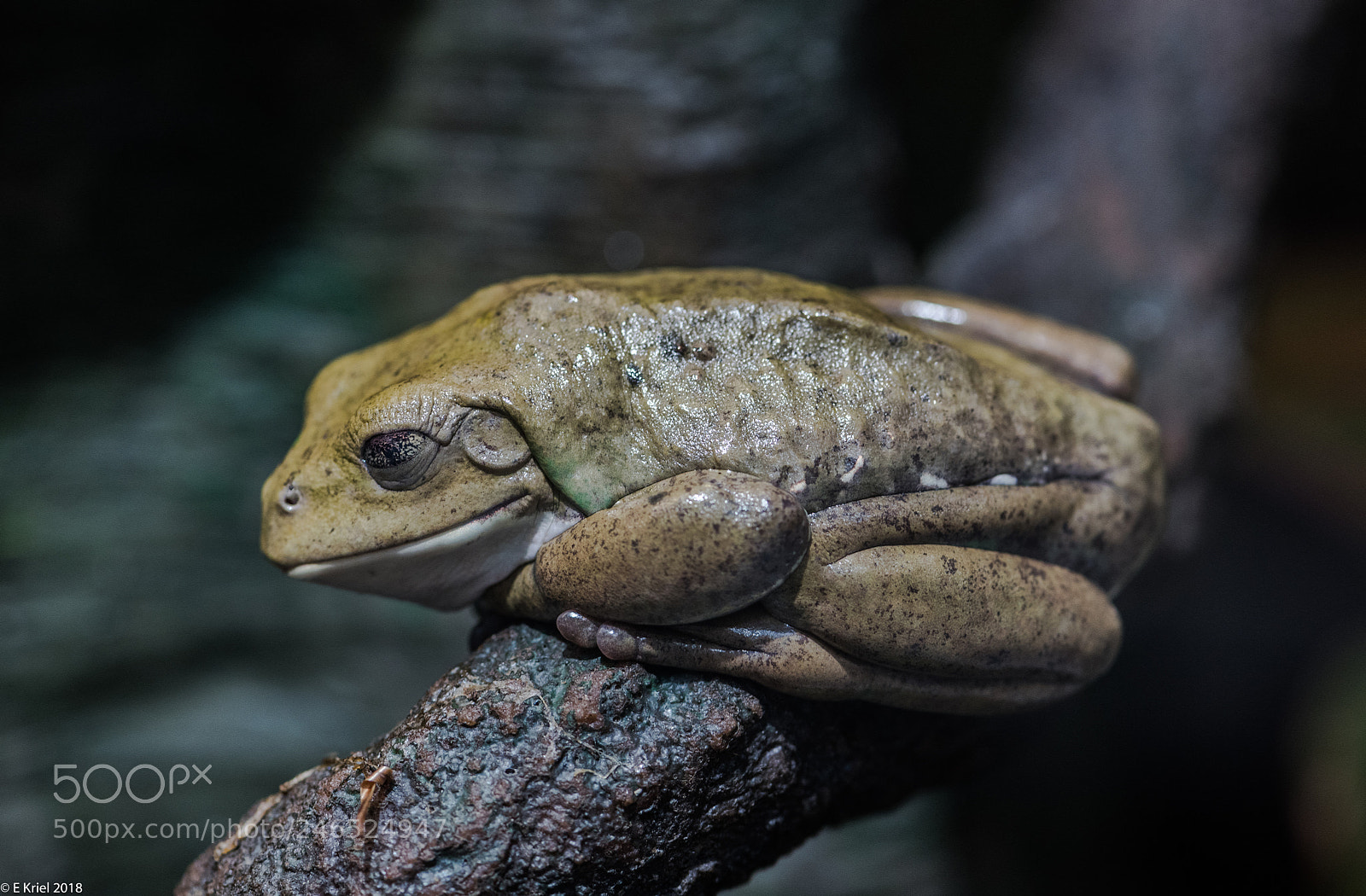 Nikon D810 sample photo. Frogs and snake from photography