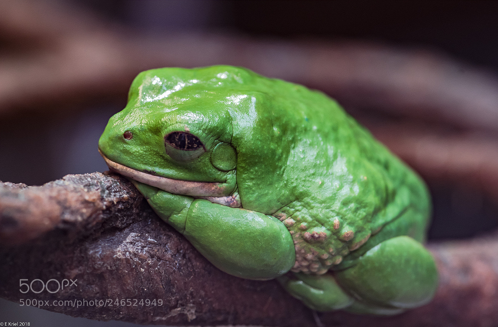Nikon D810 sample photo. Frogs and snake from photography