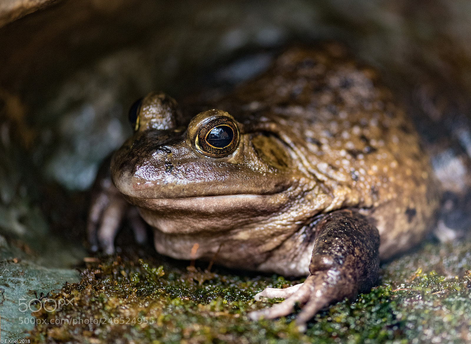 Nikon D810 sample photo. Frogs and snake from photography