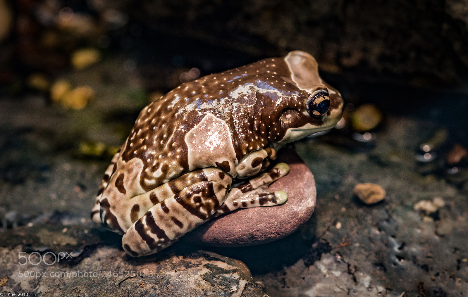 Nikon D810 sample photo. Frogs and snake from photography