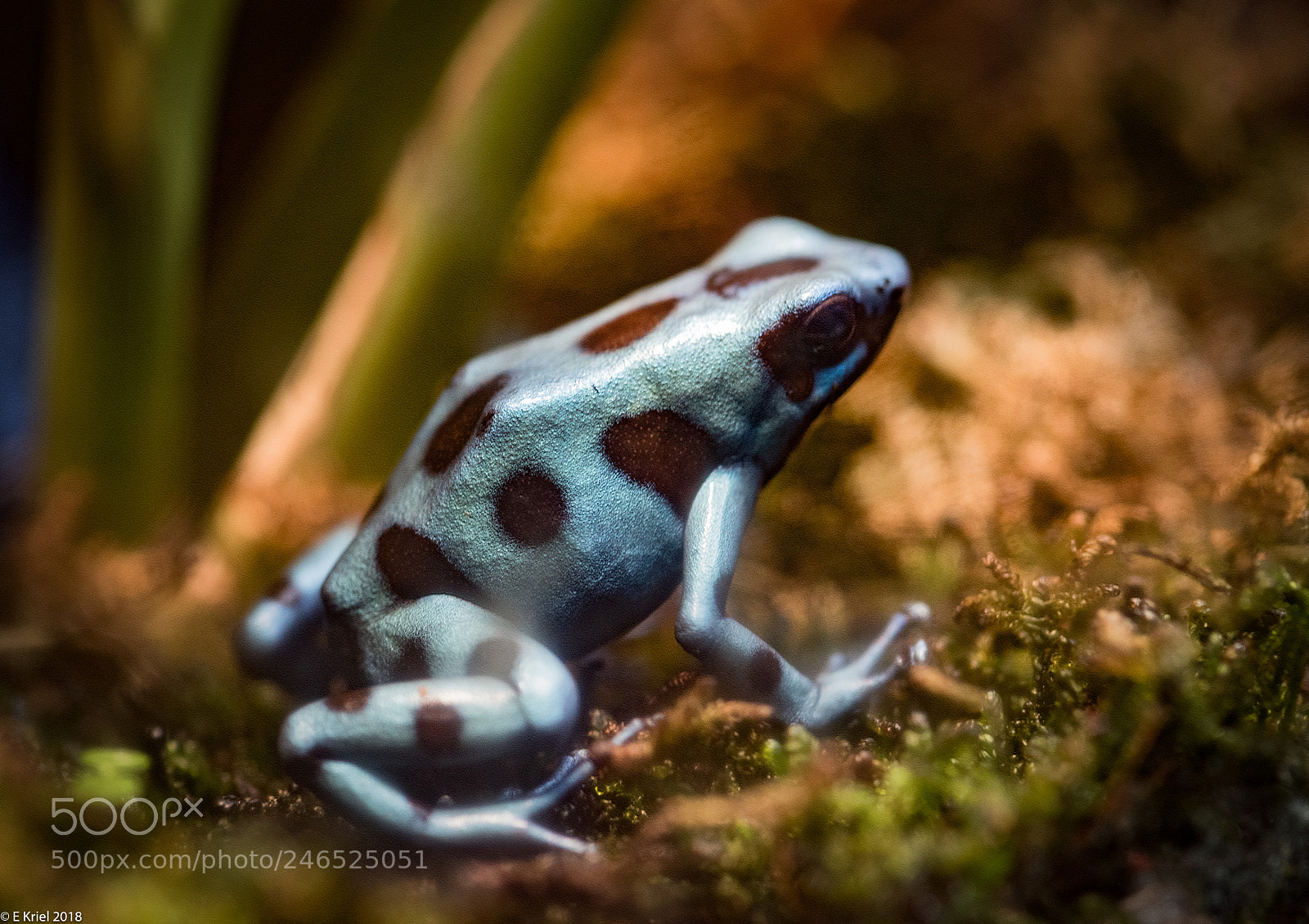 Nikon D810 sample photo. Frogs and snake from photography