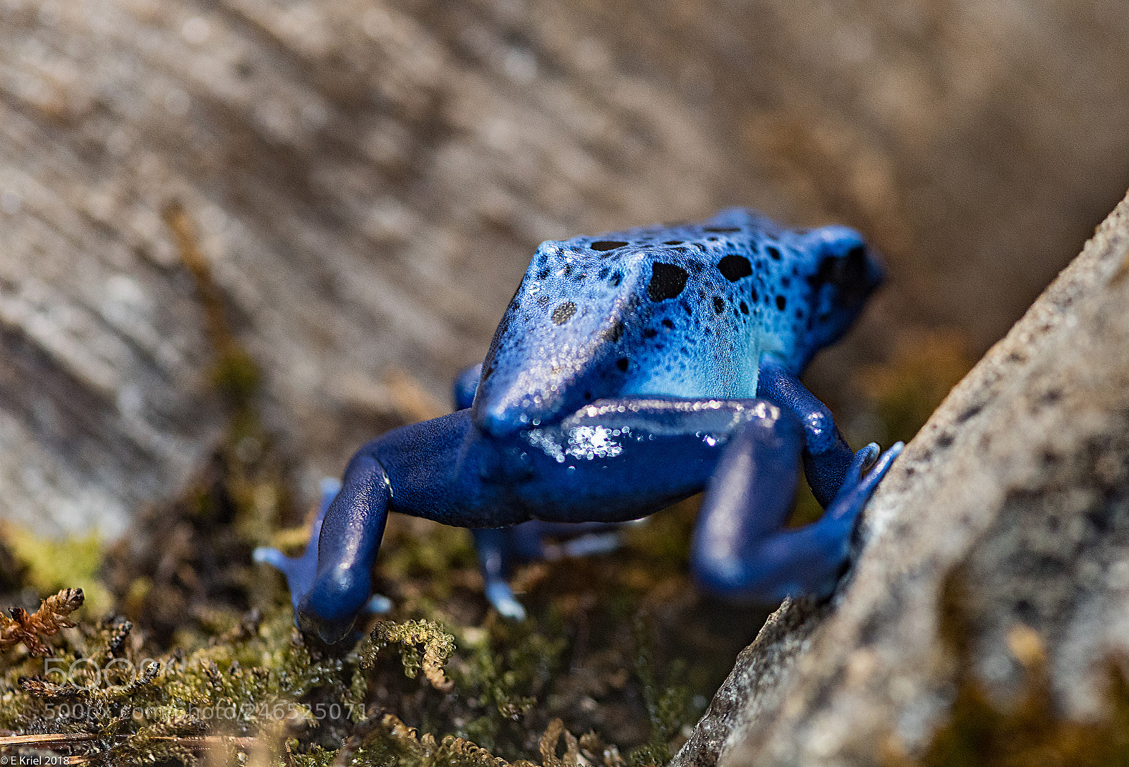 Nikon D810 sample photo. Frogs and snake from photography
