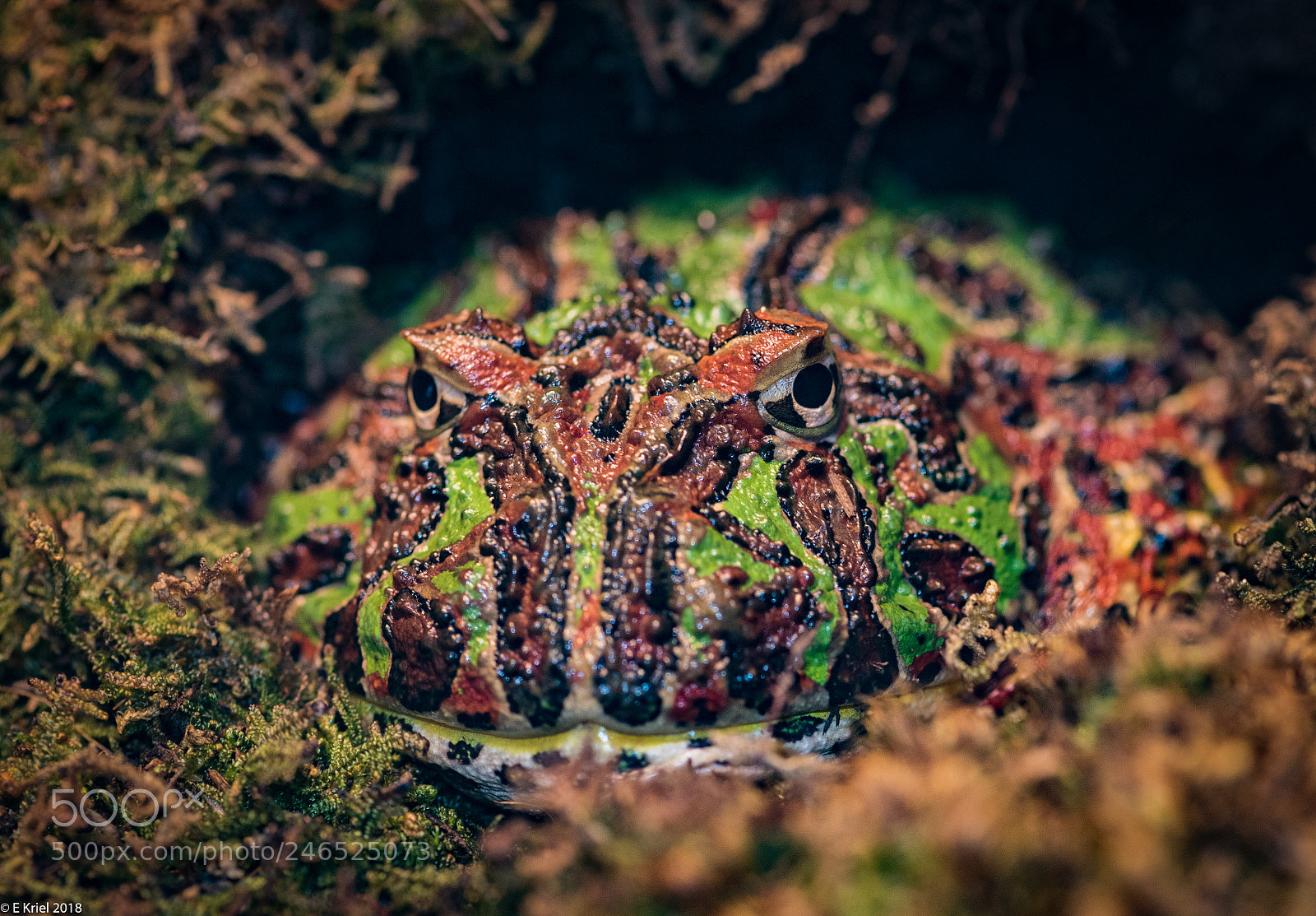 Nikon D810 sample photo. Frogs and snake from photography