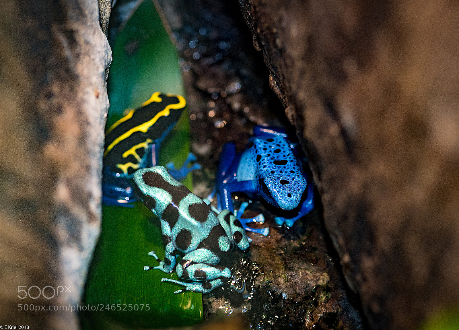 Nikon D810 sample photo. Frogs and snake from photography
