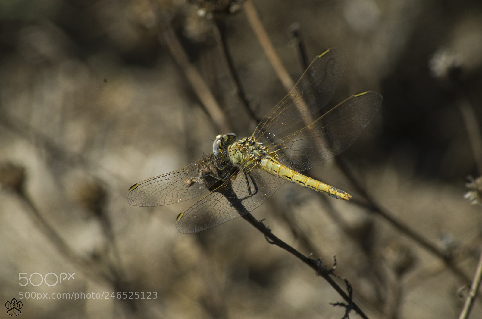 Pentax K-50 sample photo. Soft landing photography