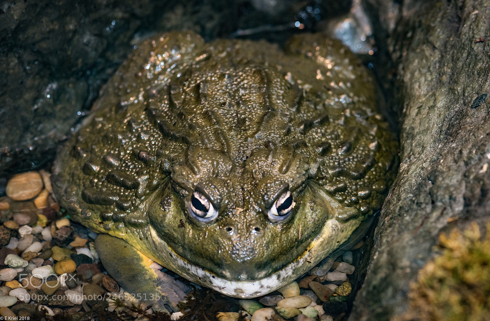 Nikon D810 sample photo. Frogs and snake from photography